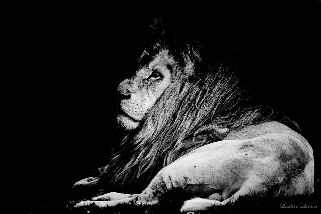 Lion du Kruger (phénotype blanc) (Panthera leo krugeri)